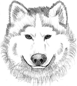 coloriage chien loup a imprimer de la catégorie coloriage chien