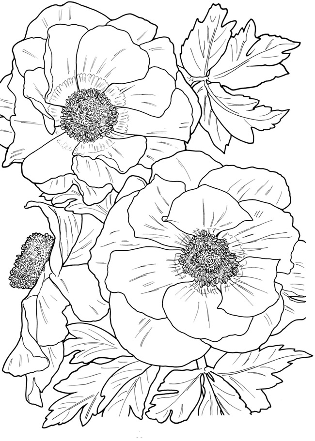 coloriage fleurs adulte gratuit de la catégorie coloriage fleur