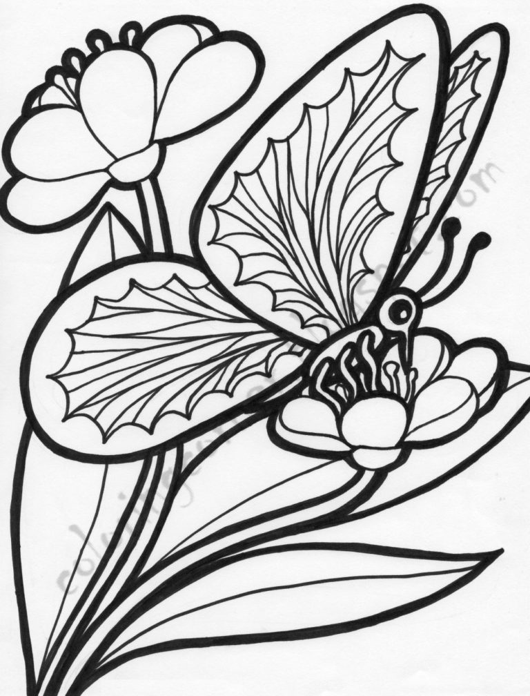 coloriage papillon  coloriage papillon avec fleur