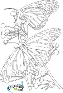 coloriage papillons et fleurs de la catégorie coloriage papillon