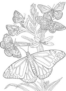 coloriage gratuit à imprimer mandala papillon de la catégorie coloriage papillon